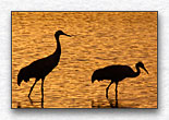 Click for larger view