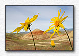 Oregon's Painted Hills