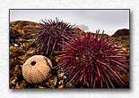 Life among sea urchins