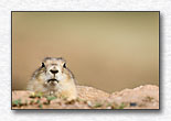 Staring contest