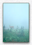 Deer in the Fog