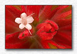 Click for larger view