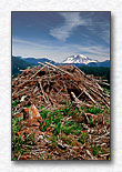 Two Mountains, Mt. Rainier and Clearcut