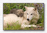 Mother Wolf and Young