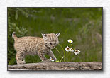 Baby Bobcat with Flowers