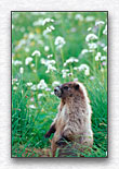 Click for larger view