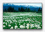 Click for larger view