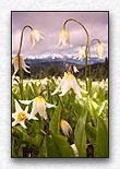 Avalanche lilies in the Olympic mountains