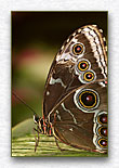 Click for larger view