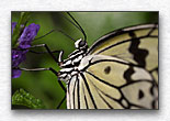 Click for larger view
