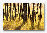 Click for larger view