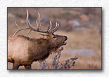 Bugling Elk 1