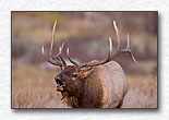 Bugling Elk 2