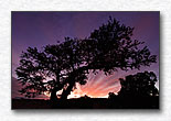 Utah Sunset Tree
