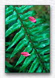 Click for larger view