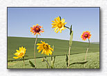 Flowers by the side of the road